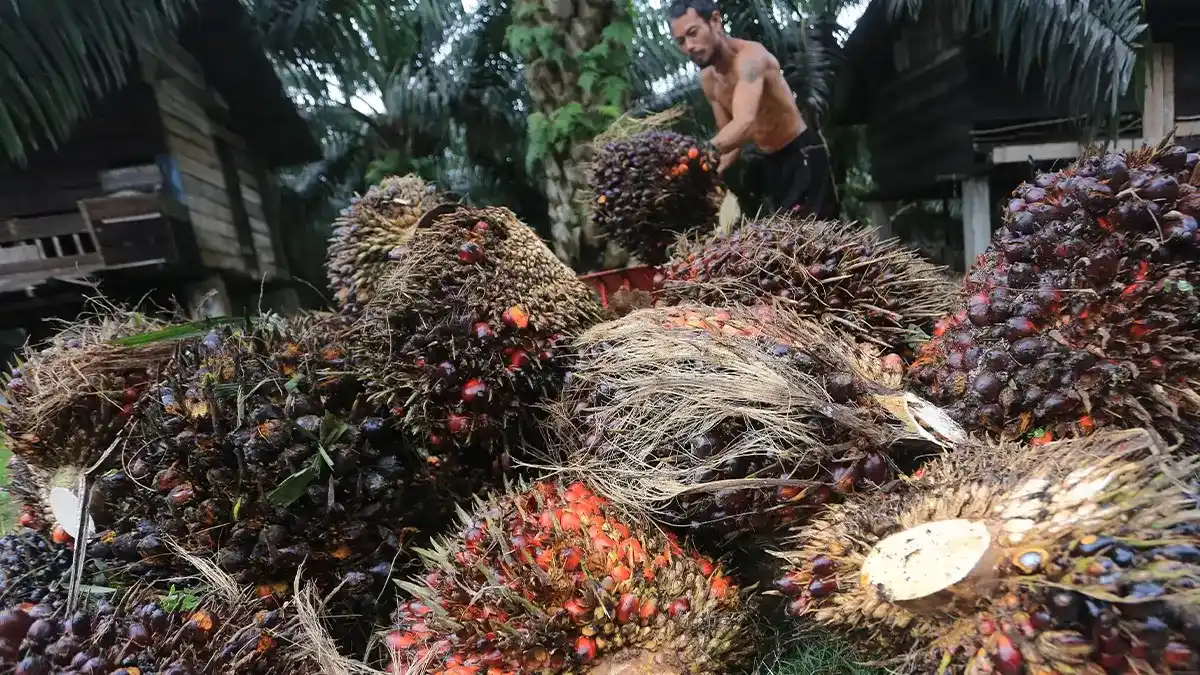 Chart of CPO export duty November 2025