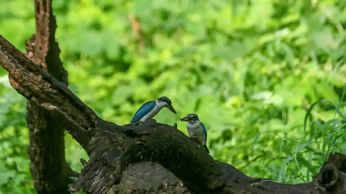 Peta Indonesia menunjukkan lokasi hutan lindung dan taman nasional