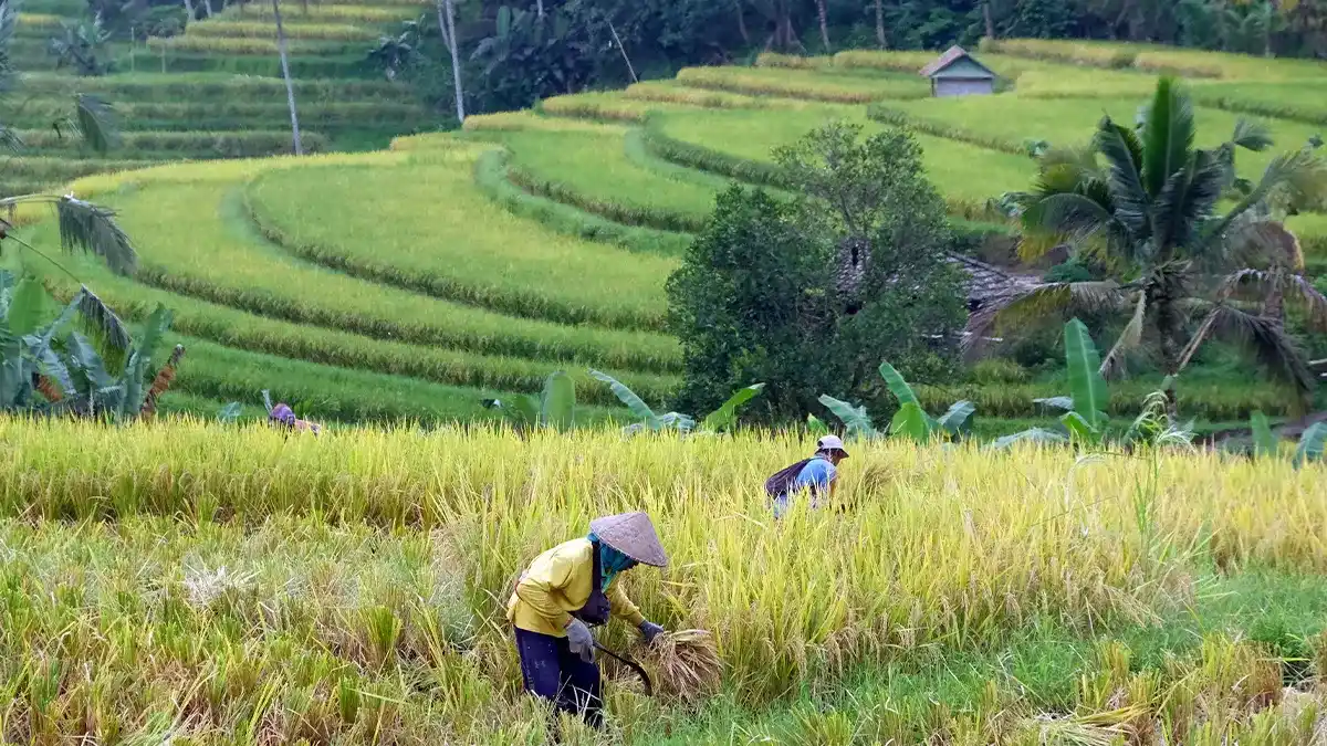 Sawah di subak Jatiluwih, Tabanan, Bali