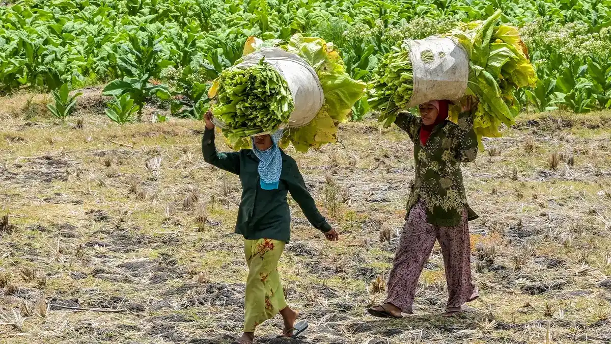 Official handing over cash assistance to tobacco farmers in Probolinggo