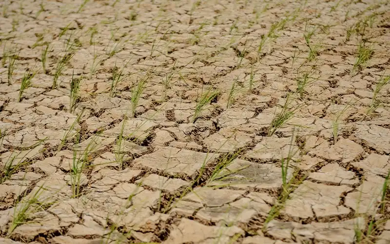 Map of Lebak Regency highlighting rice fields